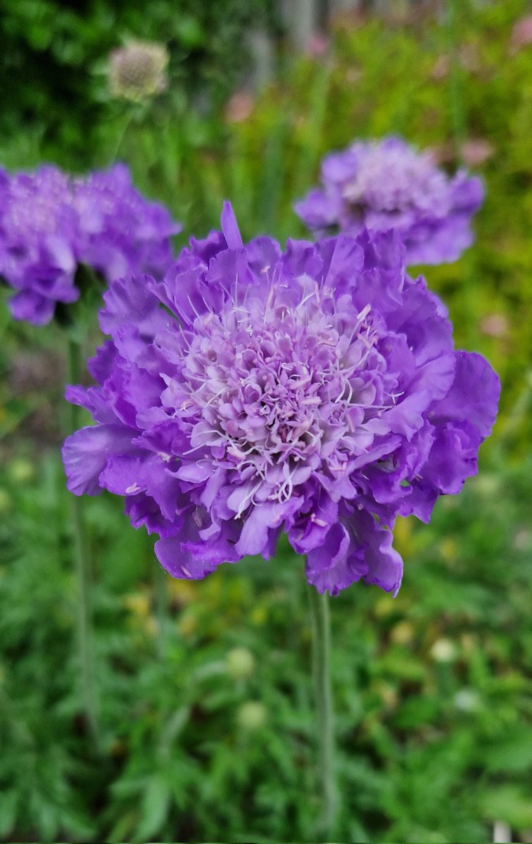 Scabious coming into flower too. Great plant for pollinators #Gardening #GardeningTwitter #GardenersWorld