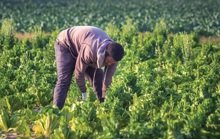“البيئة”: 1.5 مليون طلب للعمالة الزراعية بنهاية مايو - kharjhome1.com/885264554.html