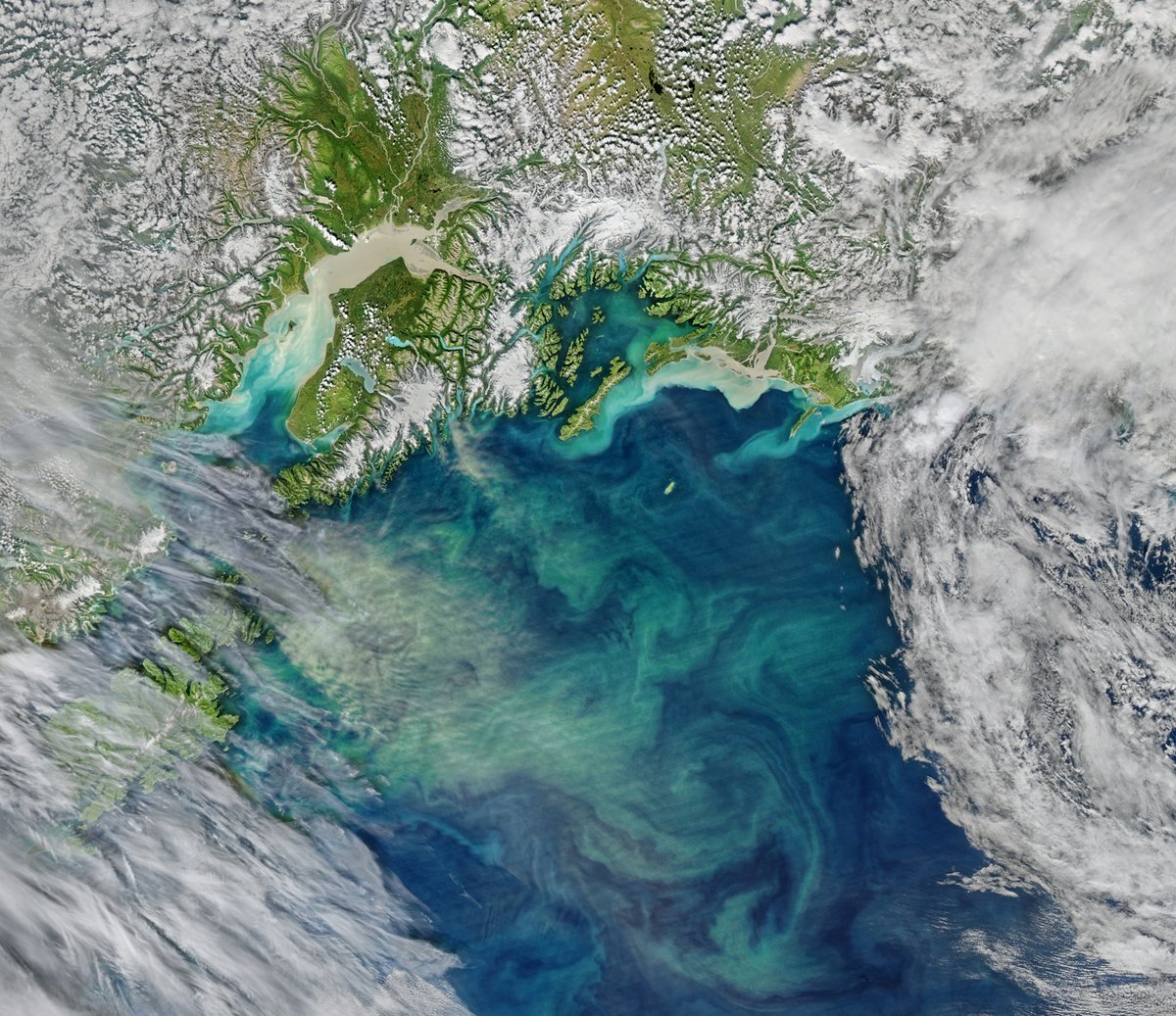 Scientists studied how ocean heatwaves affected phytoplankton in the open Pacific Ocean using satellite data, models and @NASA_NCCS supercomputers. 🌊 #WorldOceanMonth 

Full story: go.nasa.gov/3PcyWOl