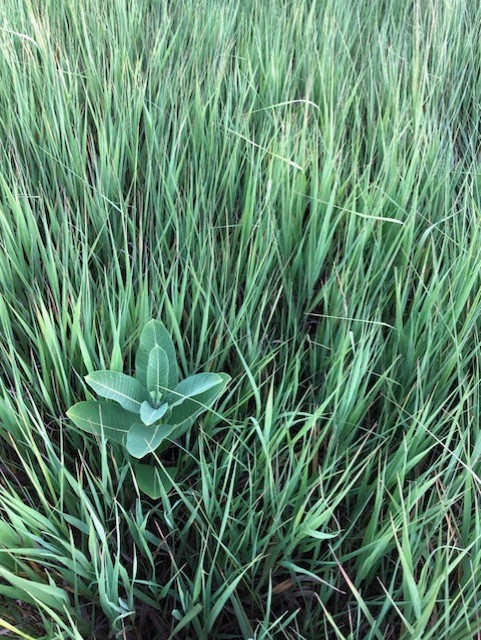 USFWS NCTC tweet media