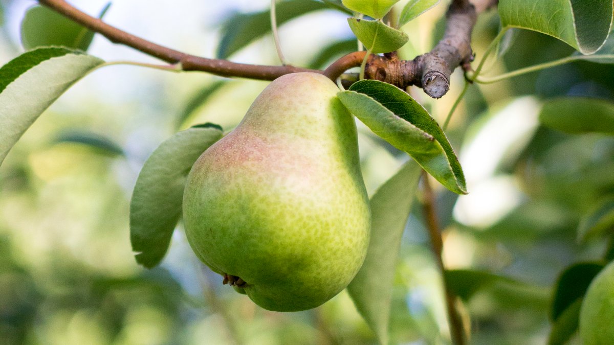Cal_Pear's tweet photo. The countdown is on... #CApear season is a month away!! https://t.co/b9Dsb2TDBF