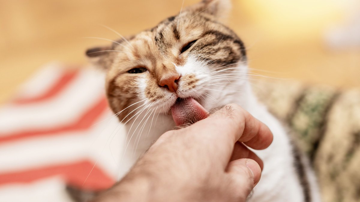2️⃣ Excessive Licking and Biting:

If your cat frequently licks and bites you, it may indicate stress, anxiety, or allergies.

Seek a veterinarian's advice for proper diagnosis and treatment.

#Caturday #CaturdayEve