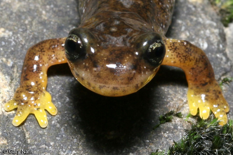 SalamanderDaily's tweet photo. Salamander OTD: Southern Torrent Salamander https://t.co/HucoaC2gIq