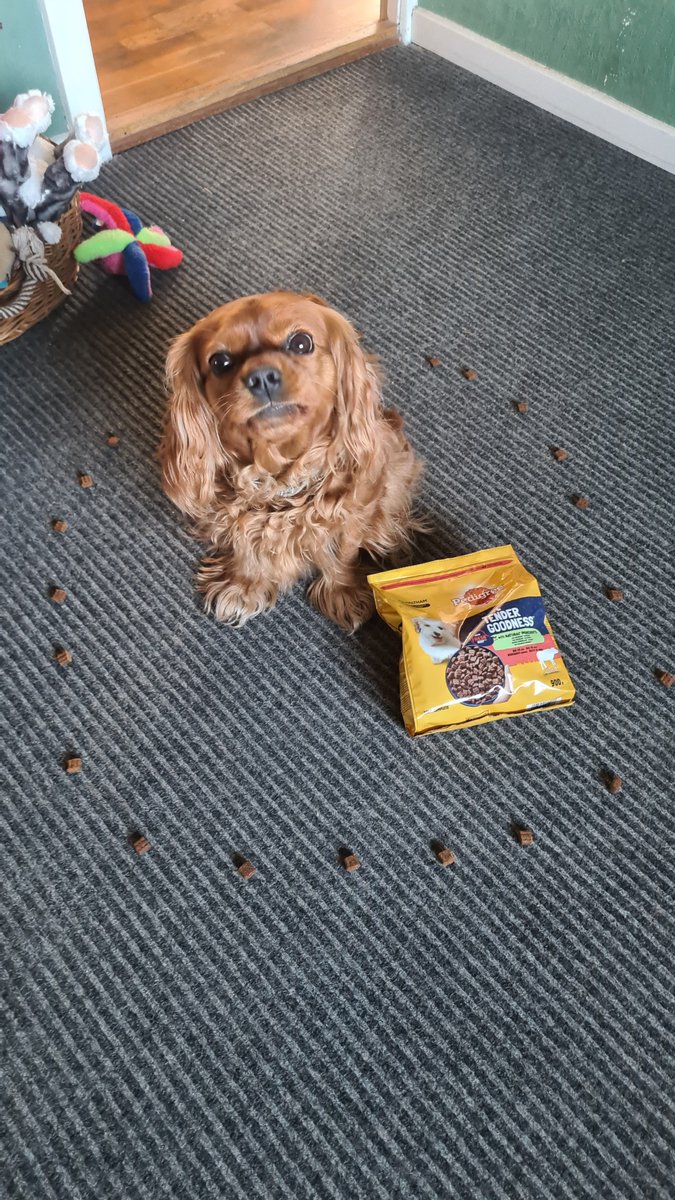 BrunaMema's tweet image. I samarbejde med @pedigreedanmark har Silly prøvet lidt snacks ;-)
#pedigreebuzz @pedigreedanmark #dogsnacks #naturalsnacks #dogsinnature #hunderpåtur #pedigreesnacks #naturaldogfood #buzzador