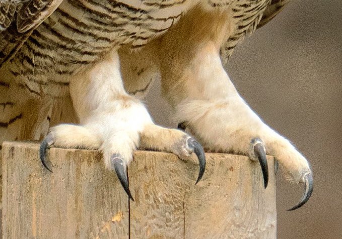 walk with me here. he has a beak and he literally has talons….bigger owls also go after small mammals so. mig…owl? idk