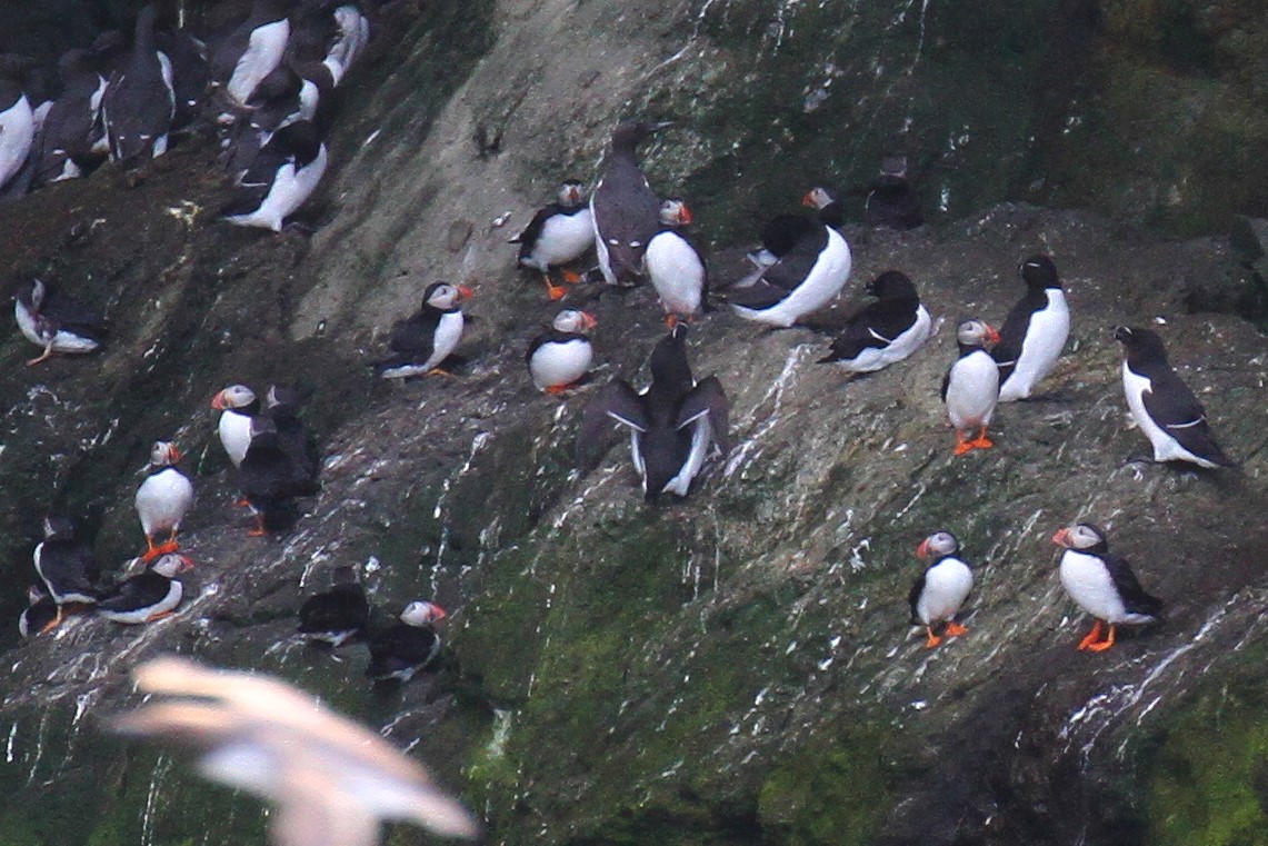 Puffins can be frustratingly fickle when trying to count them here, but there were lots obligingly showing themselves on the cliffs this week, plus many unexpectedly streaming in and out of caves