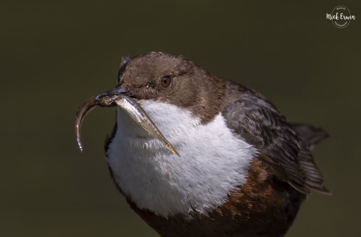 Dipper Double Fish Catch #sonyalpha #600f4 #sonyphotography #sony #wildlifephotography #nature #sonywildlife #sonya1 #bbcwildlifepodt #naturephotography #bbcspringwatch #bbcwildlifemagazine #dipper #fish #dippers