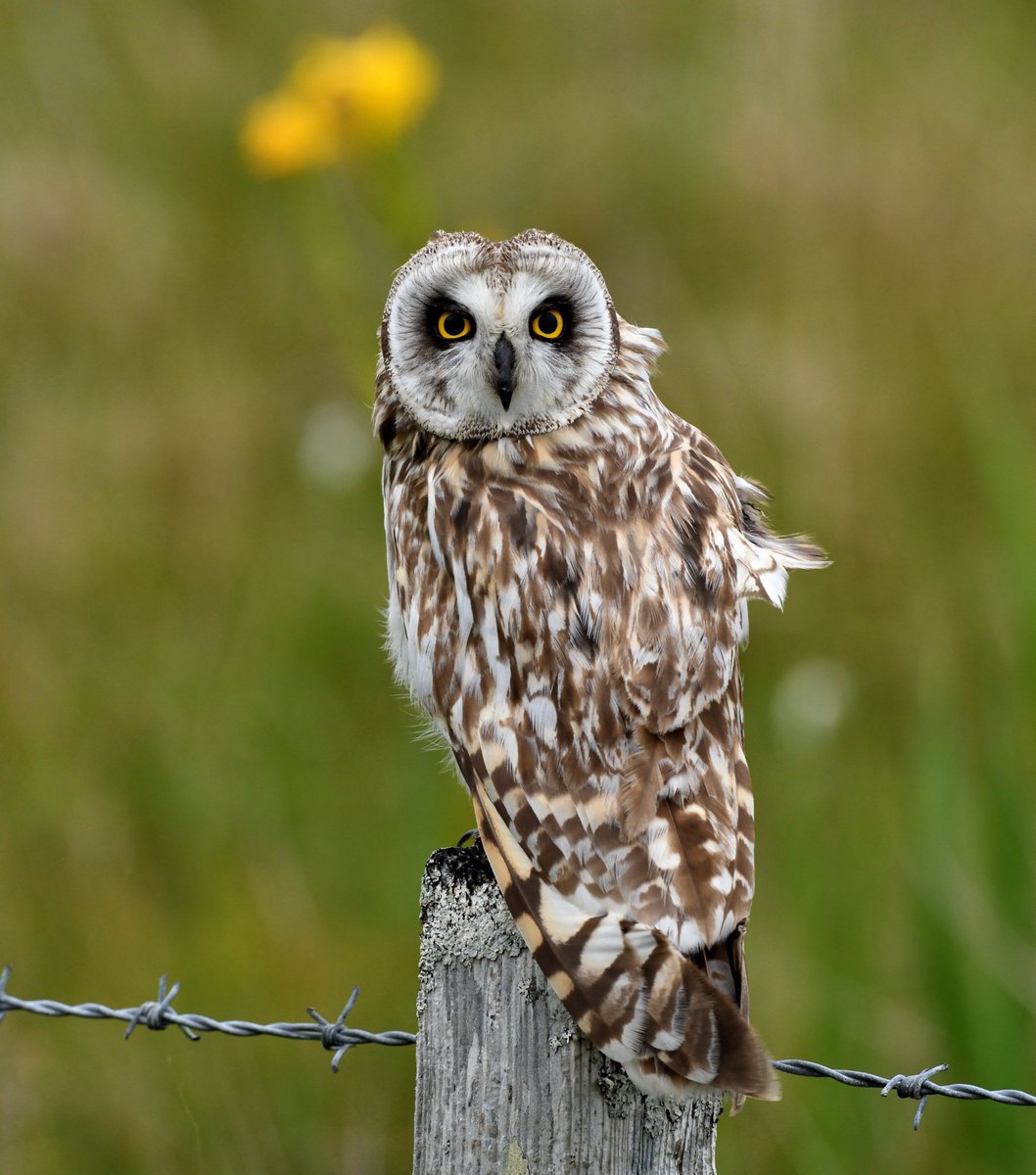 Lesliecater1's tweet image. Arrived on South Uist early this morning, had some breakfast and the first bird I see is this Short eared owl. All in the first few hours. Later this SEO was joined by another that chased it off. There are two of them in the same territory, should make an interesting week on Uist
