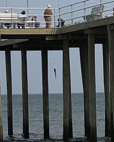 Real time fish coming up!