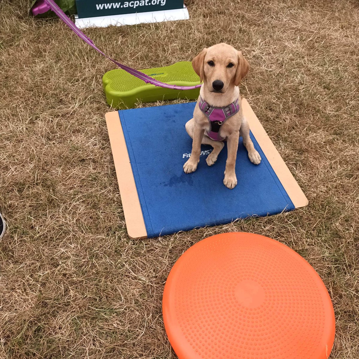 We’re at <a href="/DogfestUK/">DogFest</a> Tatton Park this weekend! And we have filmed a piece for #BluePeter about #DogPhysio too!
Come see us if you are there this weekend!
#DogFest #TattonPark #CaninePhysio
