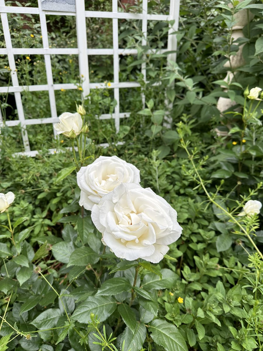 It’s Spode China Rose time in the garden - our favourite time of the year as our unique emblem make their entrance