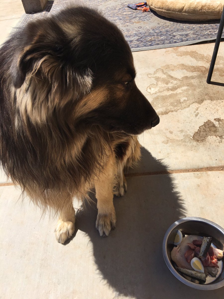 Tara808's tweet photo. Lunch for Chaos and Fury. Mostly raw. Goofballs hate raw eggs. #rawfeddogs #Carnivore https://t.co/q90hnwK8X4