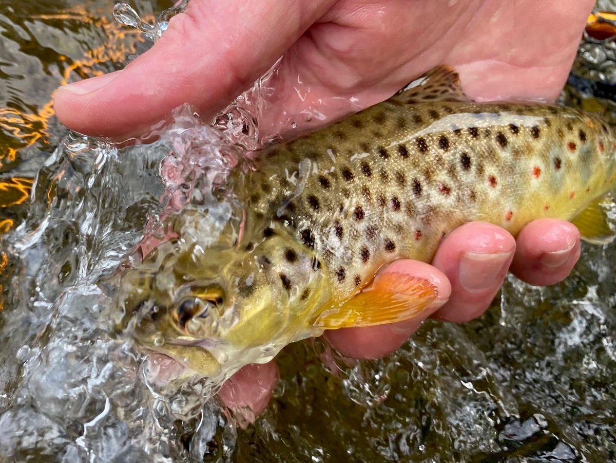 Perfection in miniature #AfonTywi