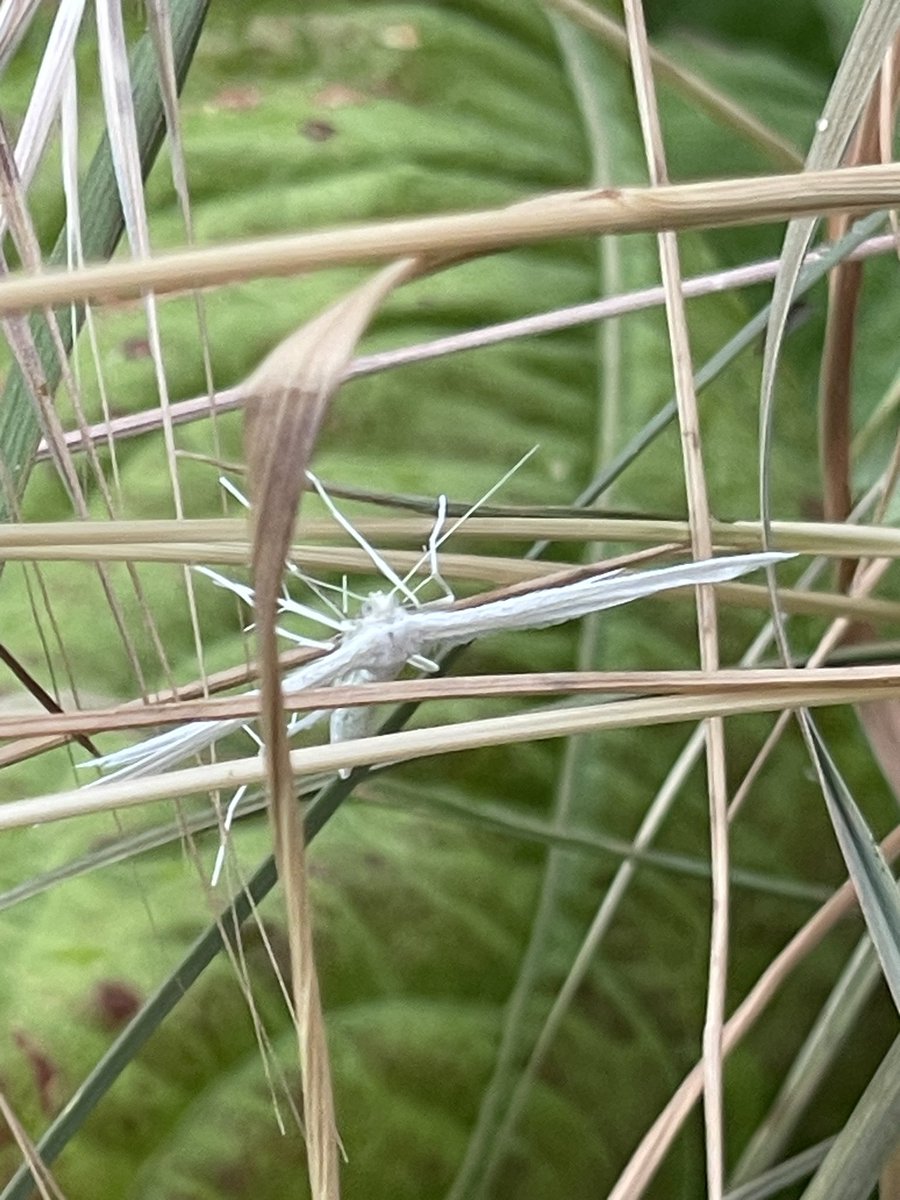 Iemand een idee wat dit is? Het wit gevleugelde beestje tussen het riet dus