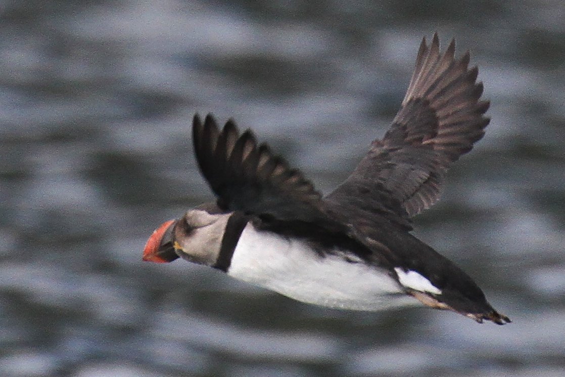 Again, interesting to spot the more unusual looking individuals among them - one immature Puffin had a noticeably small and pointy beak, and another bird had the duller face and beak of non-breeding plumage