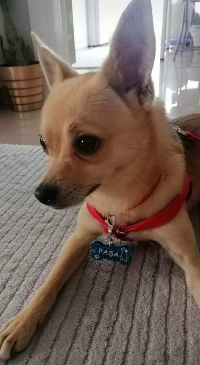 haysevder's tweet photo. İZMİR – KARŞIYAKA / PAŞA KAYIP ARANIYOR ⚠️🆘
İletişim: 0 535 819 82 13 ya da 0 532 711 26 62
“Sevgili köpeğimiz Paşa 24 Mayıs 2023 Aliağa/Pınarcık mevkiinde kayboldu. Erkek 16 aylık ve çipli. Gören ya da bulanların yukarıdaki telefonları aramaların�� rica ediyoruz.” https://t.co/SZmpTfCPrq