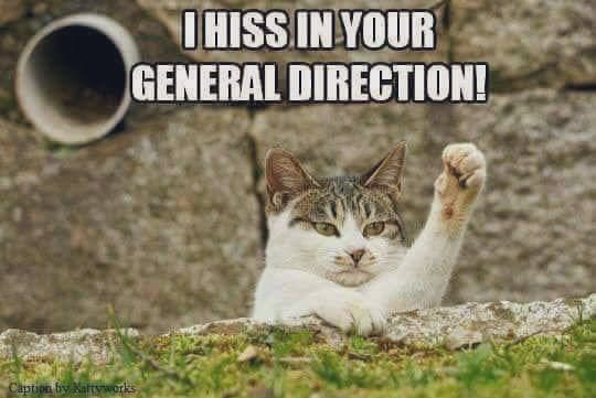 GeneralCattis's tweet photo. @TheVicarageCat @MissyBBBobtail @LittleTess3 I have to grab the phone out of the humanโs hand when they see nasty comments from trolls with the personality of used chewing gum, lest their response get me banned from the internet for all my nine lives. Tess is indeed most lovely, but that lot? Not so muchโฆ#HissOff https://t.co/5nRbvnQEls