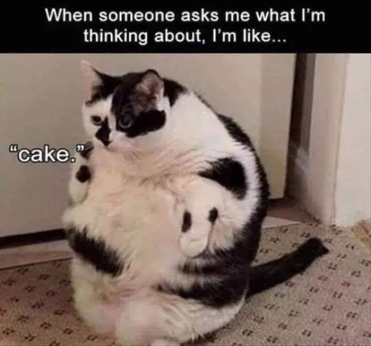 jen_deslauriers's tweet photo. Omfggggggg yas 😆😆😆😆😆 so funny 😁 😂 #cake #alwayscake #teamcake 😂😂😂 https://t.co/fpOVAQ9rWo