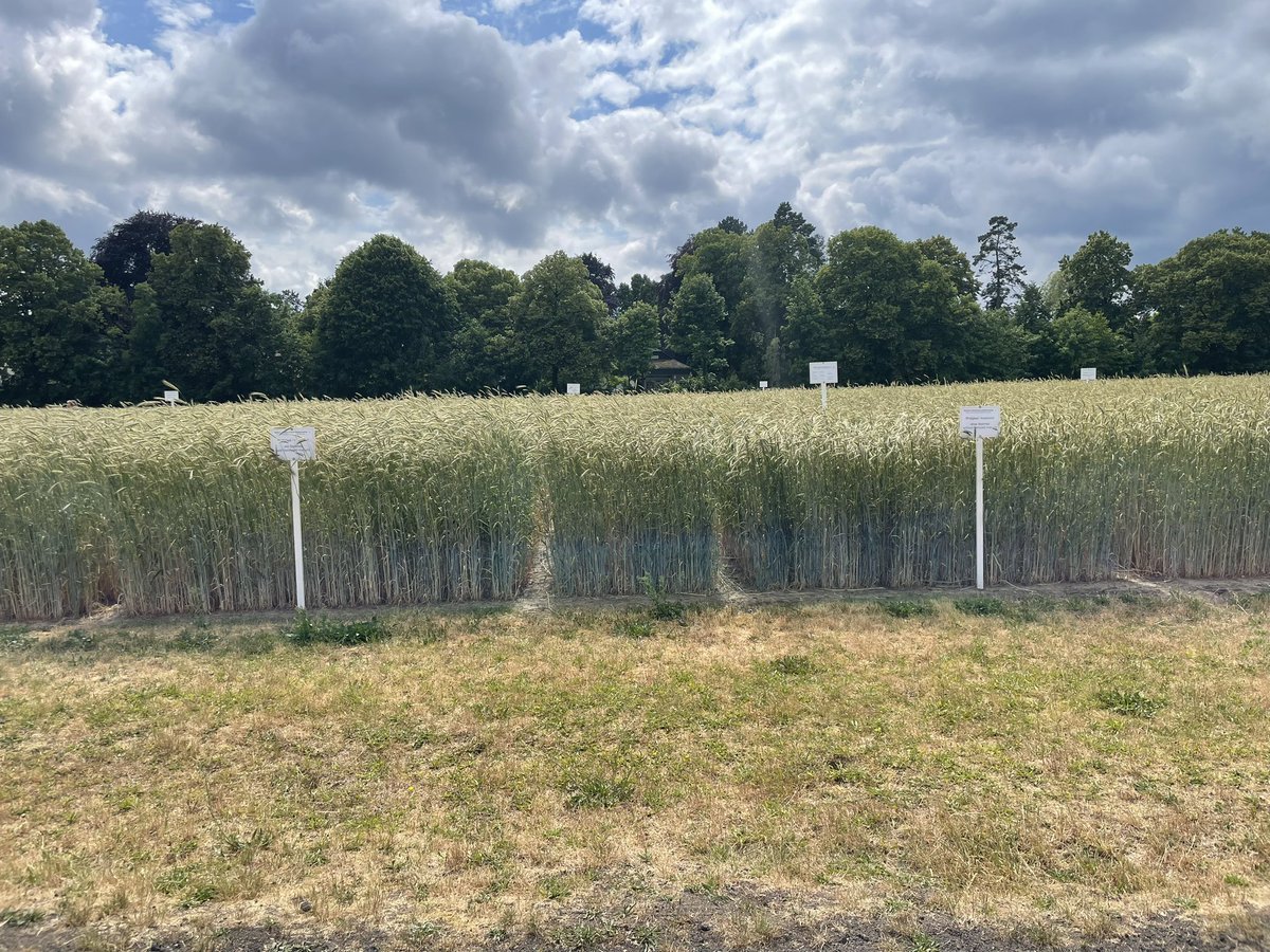 Berlin- Dahlem long-term trial centenary. AgroJAK getting some tips from Wolfgang Kohn who’s been part of the systems trial for 56 years. Quote” it takes 20-30 years to see key differences”. Luckily we have modelling #APSIM, <a href="/theGRDC/">GRDC</a>