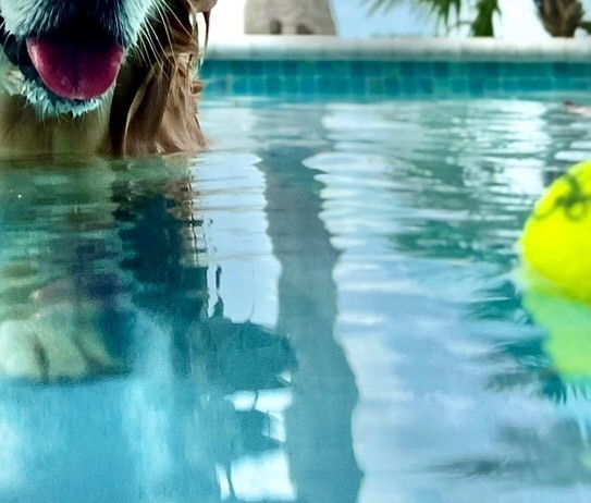 TheGoldenRatio4's tweet photo. Did you know we send postcards to Golden Ratio Foundation donors a few times a year? The next one is going out July 1 (this is a preview of the photo for this batch), so sneak in a donation of any amount before then if you want one! https://t.co/6cViU888cG https://t.co/UD6zTDnJ7m