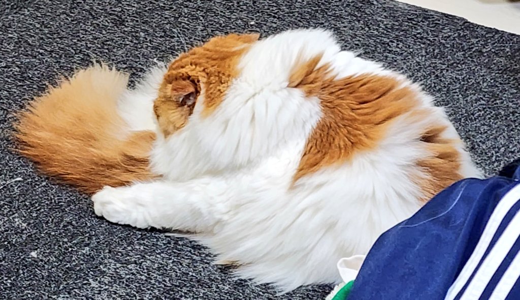 mimaru_azuki's tweet photo. 完全に２つ折り　#猫　#猫好きさんと繋がりたい　#スコティッシュフォールド　#猫のいる暮らし https://t.co/SUmDytpZNu