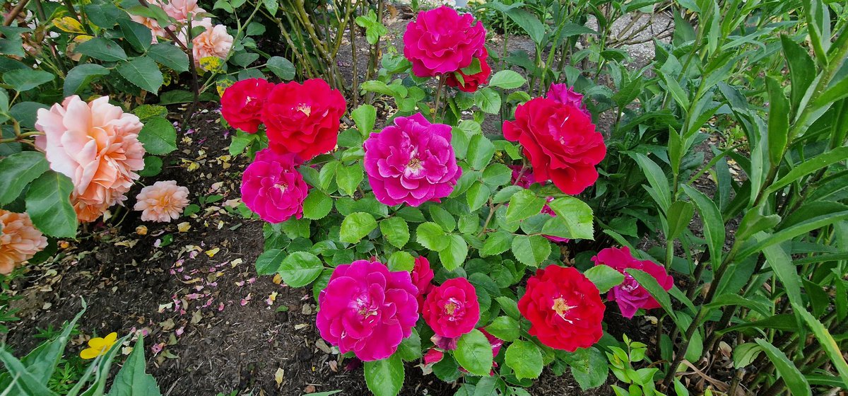 It's just madness this Lovestruck rose #loveyourgarden #summer