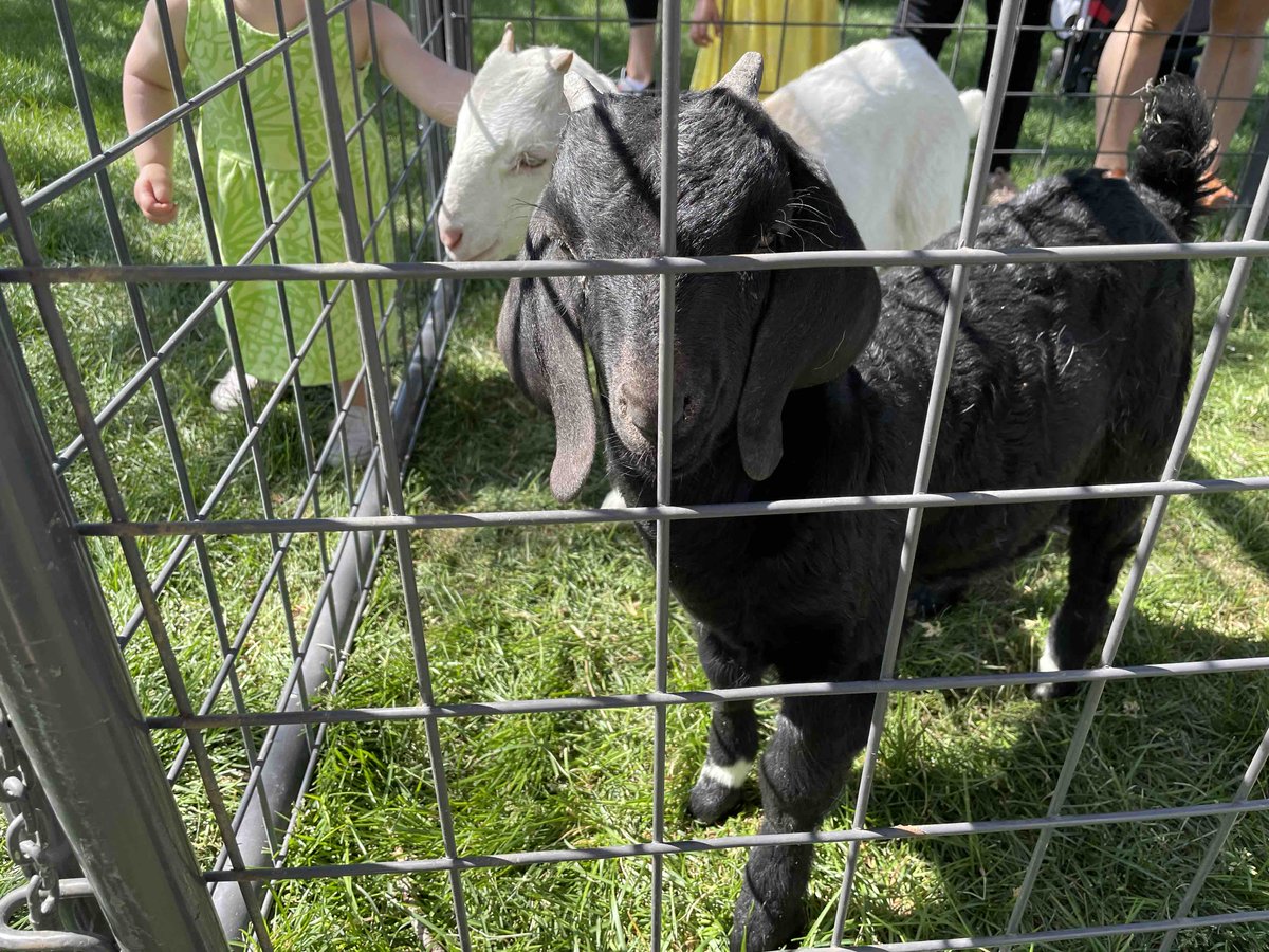 UTRefugeeServe's tweet photo. Do you like goats? Come check out the goats from the refugee goat farm. They will be at Big Cottonwood Regional Park until 4 p.m. #WorldRefugeeWeek #SupportRefugees #Goats https://t.co/xmx7qPSel0
