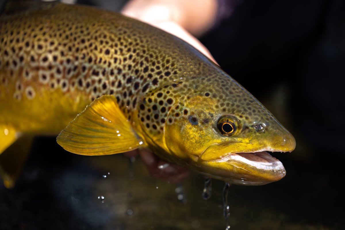 One of the great wonders of nature is the adaptability of our common brown trout. Thanks to fly anglers, these fish have conquered many remote areas of this planet, developing mesmerising phenotypes... like this immaculate northern Spanish wildie. 📷: @adhFishing #browntrout