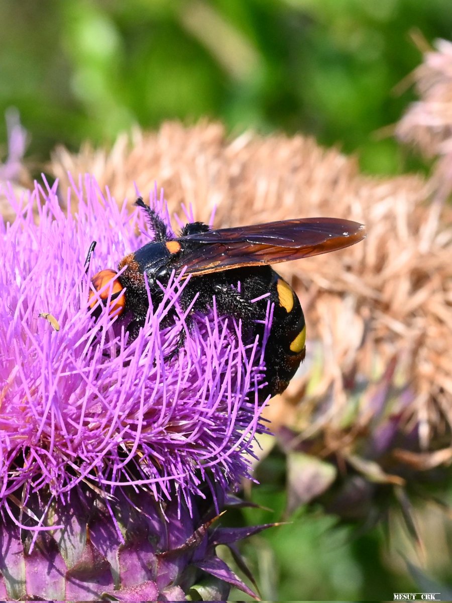 Mammoth wasp - Megascolia maculata - Mamut eşekarısı 

#NaturePhotography #naturelover #bucks #insects  #wildlifephotography #flowerphotography #GardenWildlifeWeek #Gardening #GardenersWorld #nikonphotography #nikonz6ii #macrophotography #SIGMA #bees #wasp #butterflies #hangitür