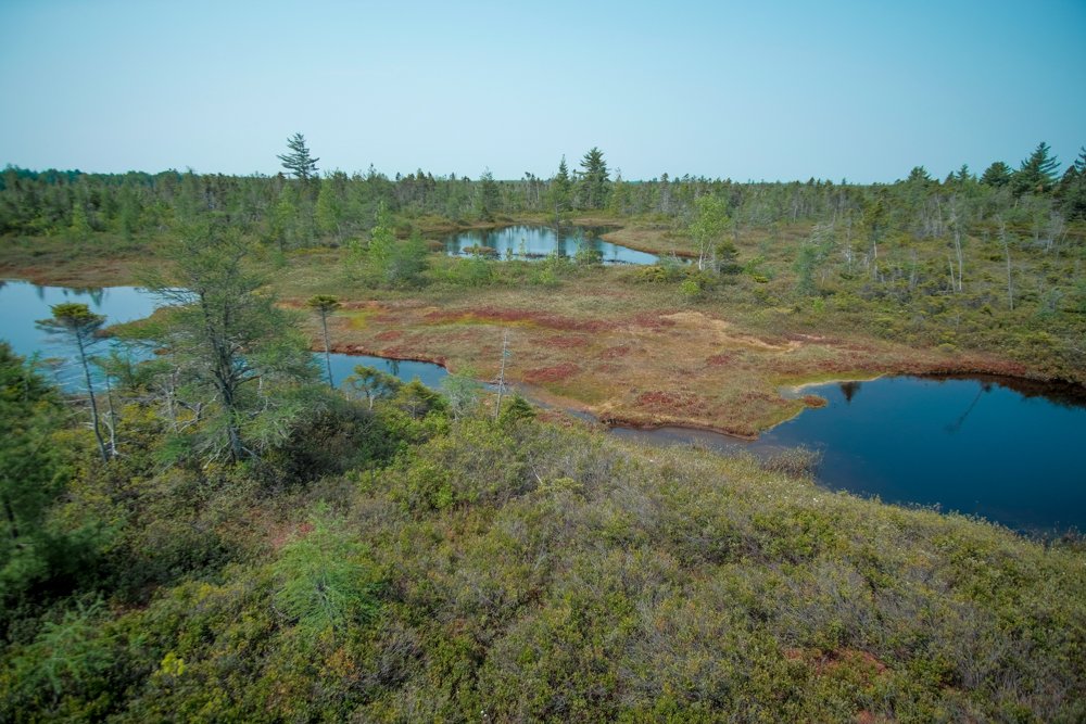 Rachel Fallas 🐍 tweet media