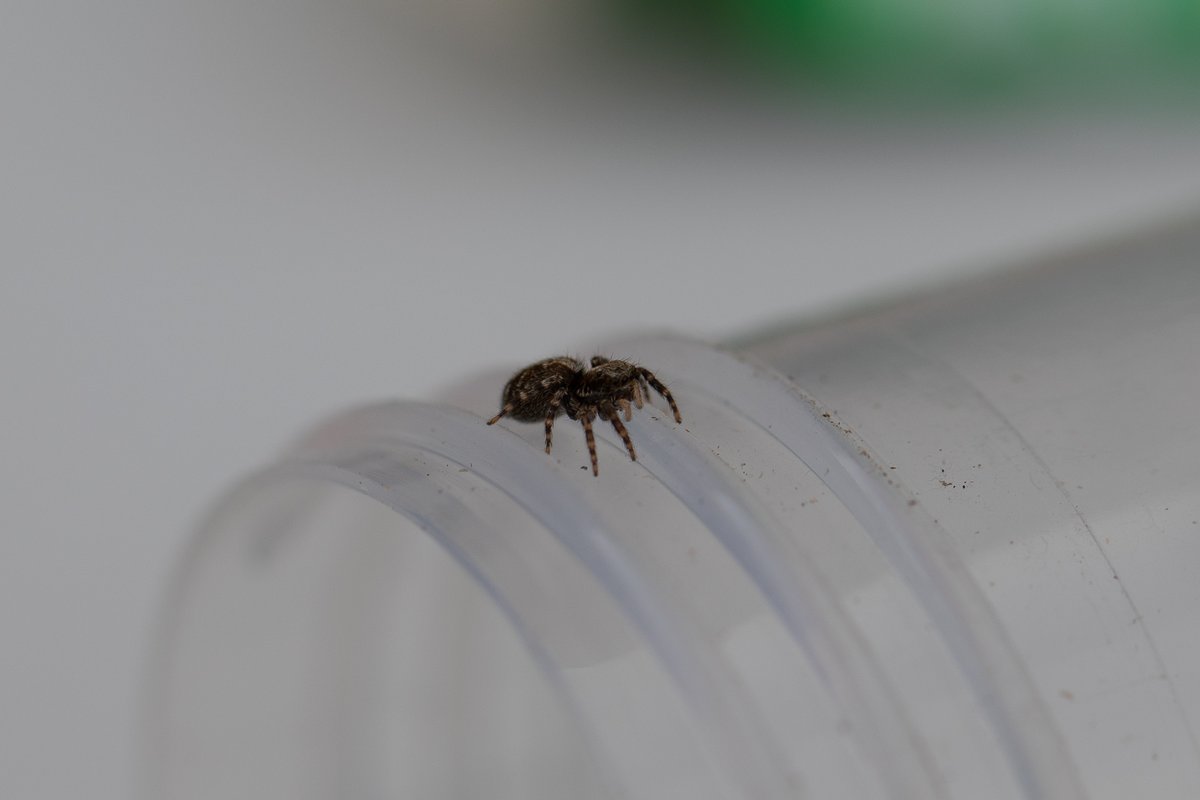 pittypomm's tweet photo. I think that this is Pseudeuophrys lanigera joining us for dinner on the patio in Taunton this evening, is it possible to tell from these photos @BritishSpiders? https://t.co/VslUcTwCgk