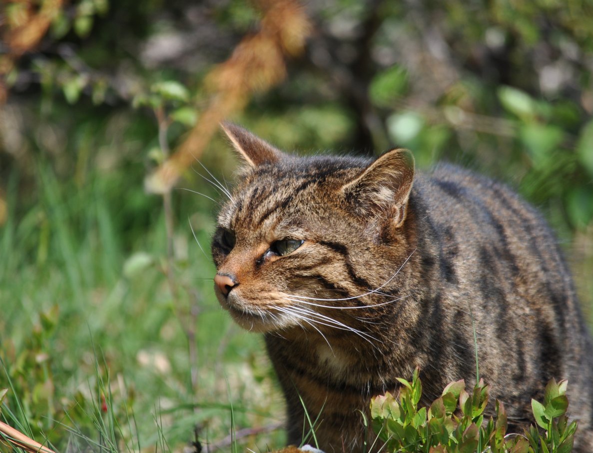 BIAZA's tweet photo. 🐈 After years of preparations by @SaveOurWildcats & @rzss, the release of 22 wildcats into the Cairngorms began last week as part of landmark efforts to save them from extinction in Scotland.
Read more: https://t.co/1AsRxP2pe1
📷 RZSS - Saving Wildcats
#SWAforLIFE #Caturday https://t.co/wzNganJJtq