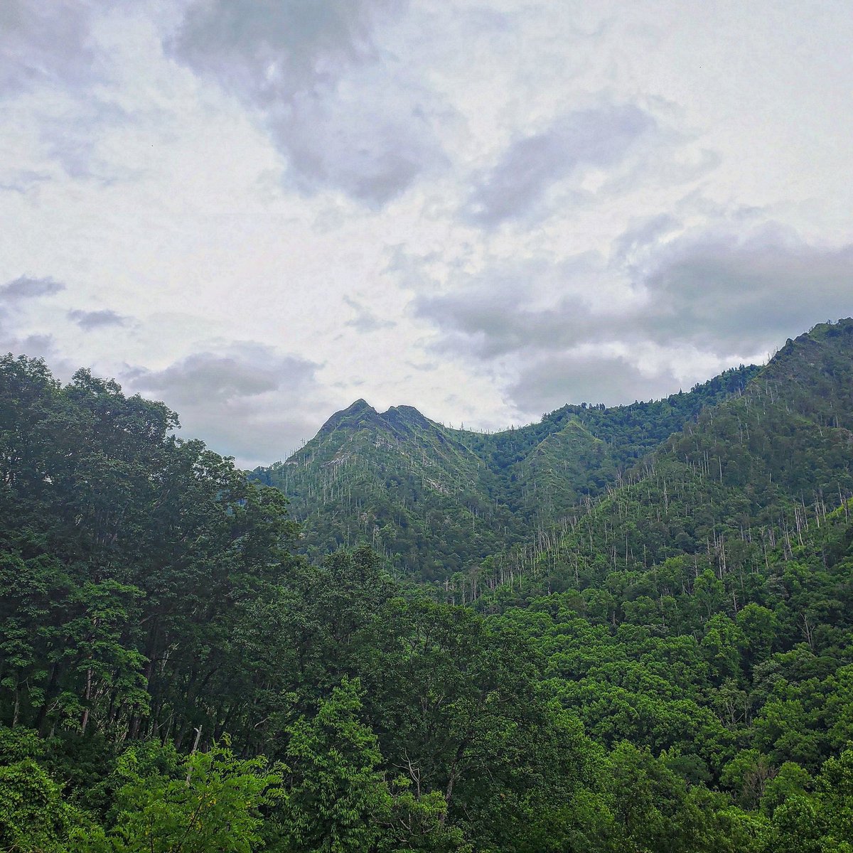 #AmaturePhotographer #AmaturePhotography #GreatSmokeyMountains #Trees #Tennessee #TennesseeBackRoads #ChimneyTopTrail #NaturePhotography #Nature #AppalachianMountains #MyWanderings #GetOutAndLive