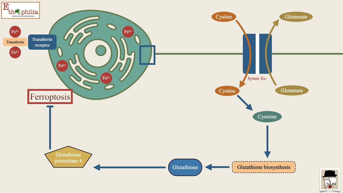 #Ferroptosis #Biomedical #Diagram
Ferroptosis series, diagram 1 by @MunshiChayan