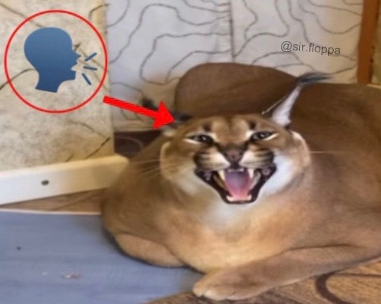 CesarPlushiEe's tweet photo. @pongondonute Pongon did u see my silly squishy thing that I sent🤨 https://t.co/fzVA1B4ye5