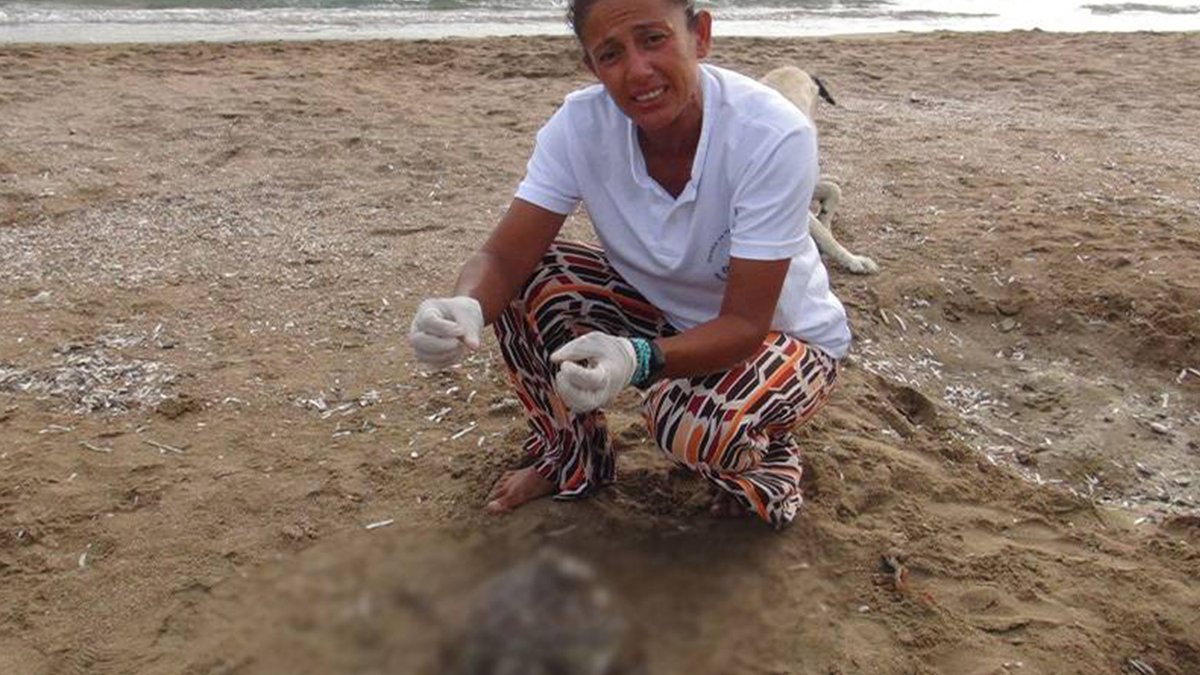 🔥 Manavgat'ta bir haftada 5 ölü deniz kaplumbağası sahile vurdu: Antalya'nın Manavgat ilçesindeki Kumköy sahilinde ölü yeşil deniz kaplumbağası sahile vurdu. DEKAFOK Başkanı Seher Akyol, son bir haftada 5, bu yıl ise 14'üncü ölü deniz kaplumbağasını… artigercek.com/guncel/manavga…
