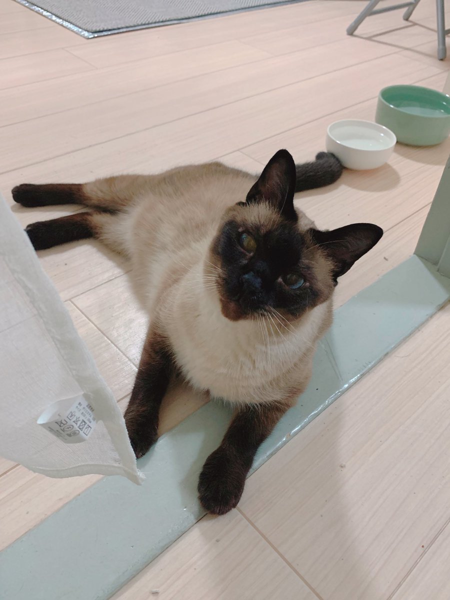 のべ子とシャム猫あずきさん tweet media