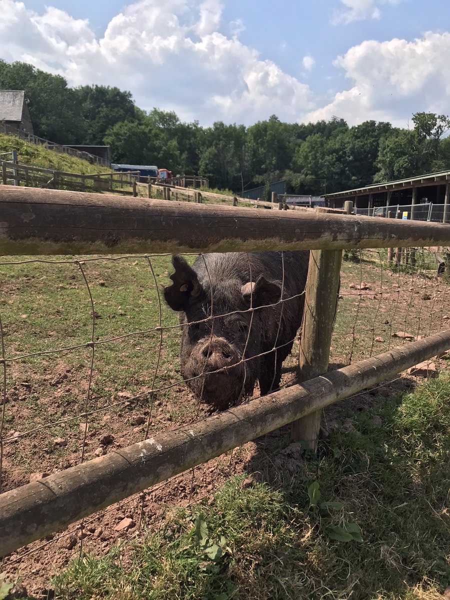 Fantastic day hosting the Chief Probation Officer, showcasing the impact of people on probation’s hard work at Greenmeadow Farm CP project 🐷🐐🐓