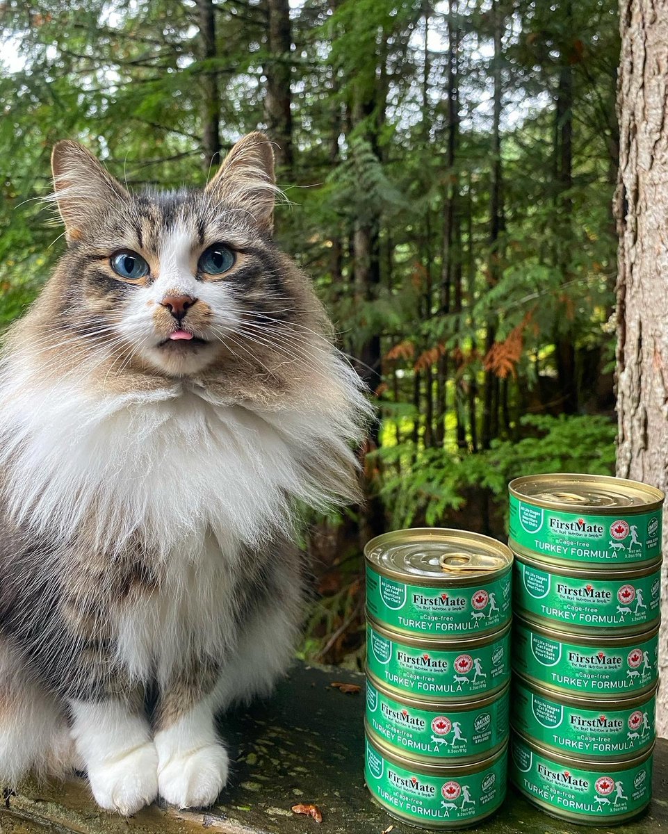 FirstMatePet's tweet image. Our Limited Ingredient Turkey Formula is made with food-grade, humanly-raised Turkey. This complete and simple solution is great for pets with allergies or sensitivities 🐈‍⬛ ⁠
⁠
#FirstMate #TurkeyFormula #SimpleSolution #HealthyPets