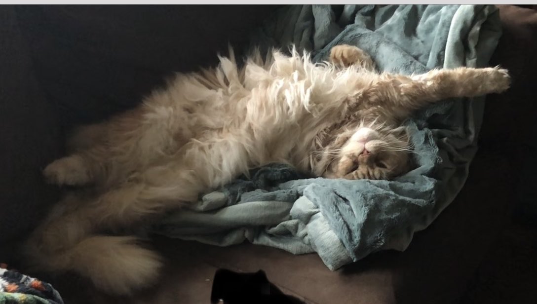 candyk_2011's tweet photo. All the Maine Coon fluffiest https://t.co/Yp86eSdTvU