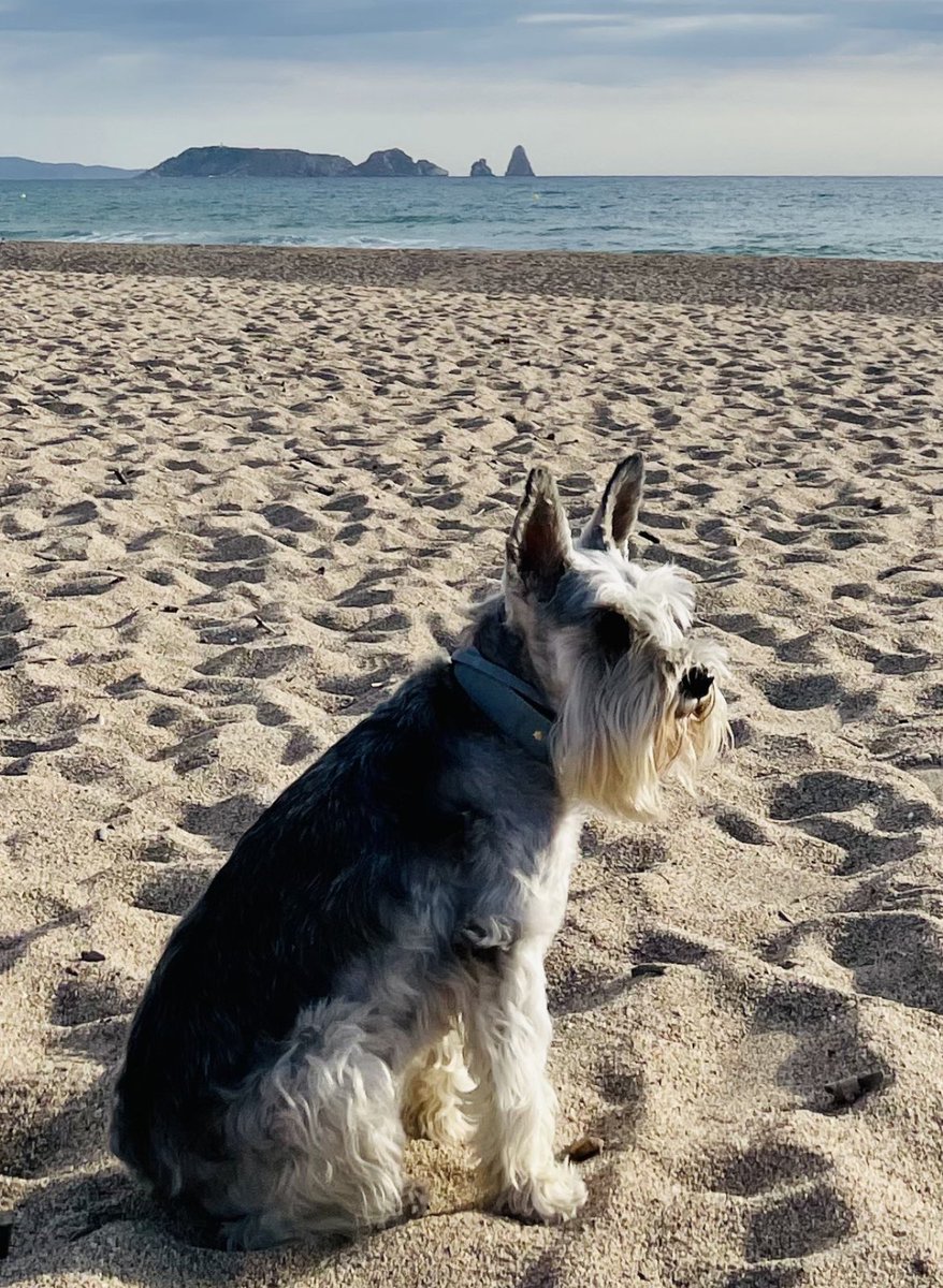 Ferran Falcó tweet media