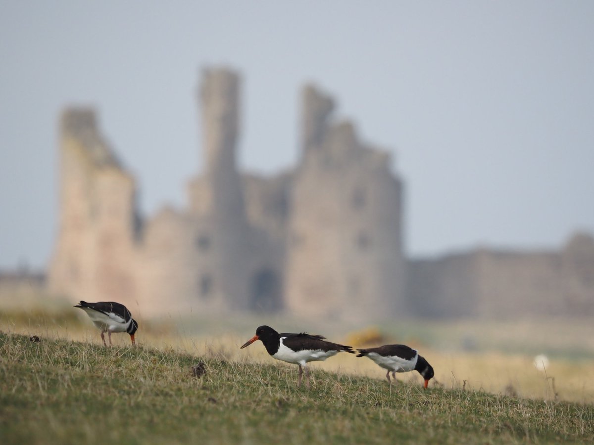 One of the very best coastal walks in England. #OysterCatchers #DunstanburghCastle