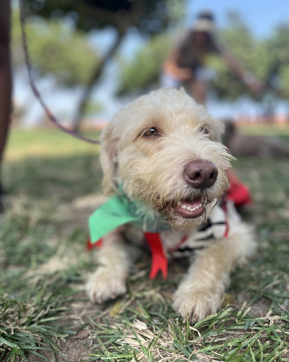 Melissita1204's tweet photo. #ADOPTA ¿Cómo es posible que la vean y no se enamoren de ella? Fanny es una pequeña que fue abandonada en la veterinaria
Actualmente vive encerrada en su jaula y está muy triste por eso
Si quieres darle un hogar y hacerla feliz contacta al +51 990 576 993 RT PORFA #Lima #Peru https://t.co/AydUgjEq7V