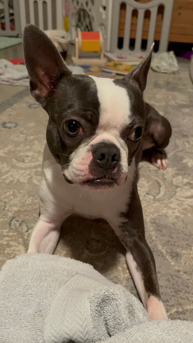 Early today, my husband had his car stolen in West Memphis, AR. Our dog, Mandu, was in the car. Mandu is a grey + white #BostonTerrier, w/very little tail, ~20lbs & was wearing a blue and grey harness. She's chipped. My DMs are open for any lead #missingdog #westmemphis #memphis