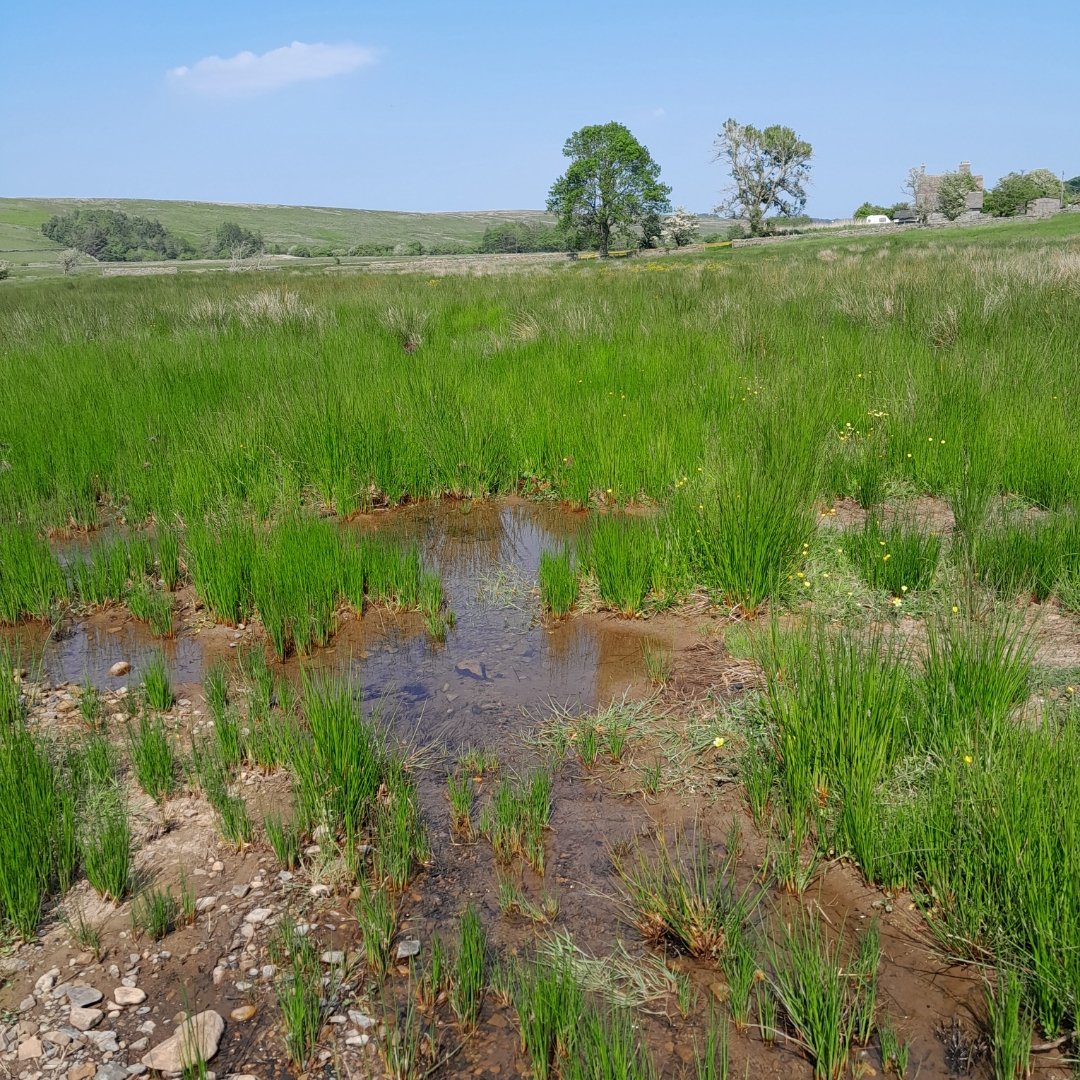 jen_selvidge's tweet photo. So satisfying to see the resilience of the Howgill Beck  project area after the recent works. #RSPBGeltsdale. More water held on site increasing foraging areas for waders. Dragonflies and Sand Martins hunting on the pools, Otter spraint on one of the new channels #Biodiversitywin https://t.co/SjAcrcx2op