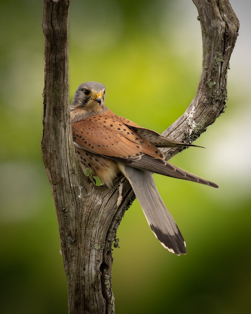 The perfect perch …

I couldn’t have designed a better composition if I’d tried. 

@KestrelBeers - I got your new advert poster ready to go .. 

Make Kestrel 🦅💕

#wildlifephotography #wildlife #nature