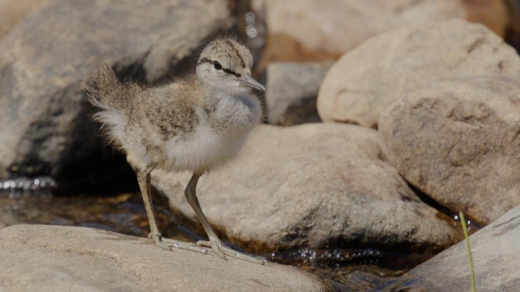 jen_selvidge's tweet photo. So satisfying to see the resilience of the Howgill Beck  project area after the recent works. #RSPBGeltsdale. More water held on site increasing foraging areas for waders. Dragonflies and Sand Martins hunting on the pools, Otter spraint on one of the new channels #Biodiversitywin https://t.co/SjAcrcx2op