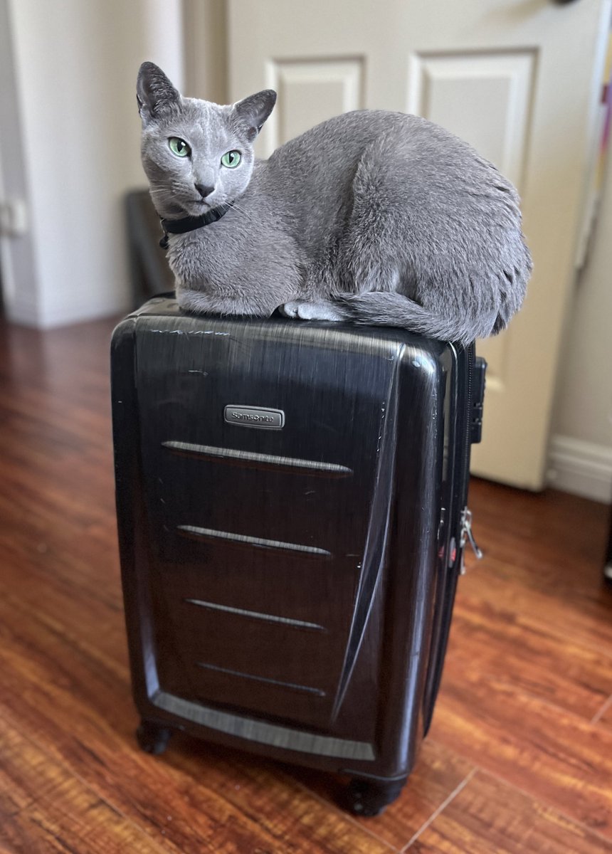 Where are we off to next?? 😺✈️