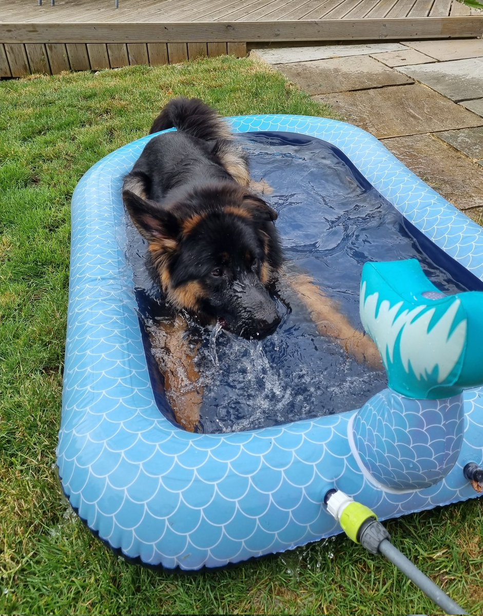 Pawsitively waterlogged - Luna took poolside lounging to a whole new level today 💦

#GermanShepherd #gsd #KeepingCool