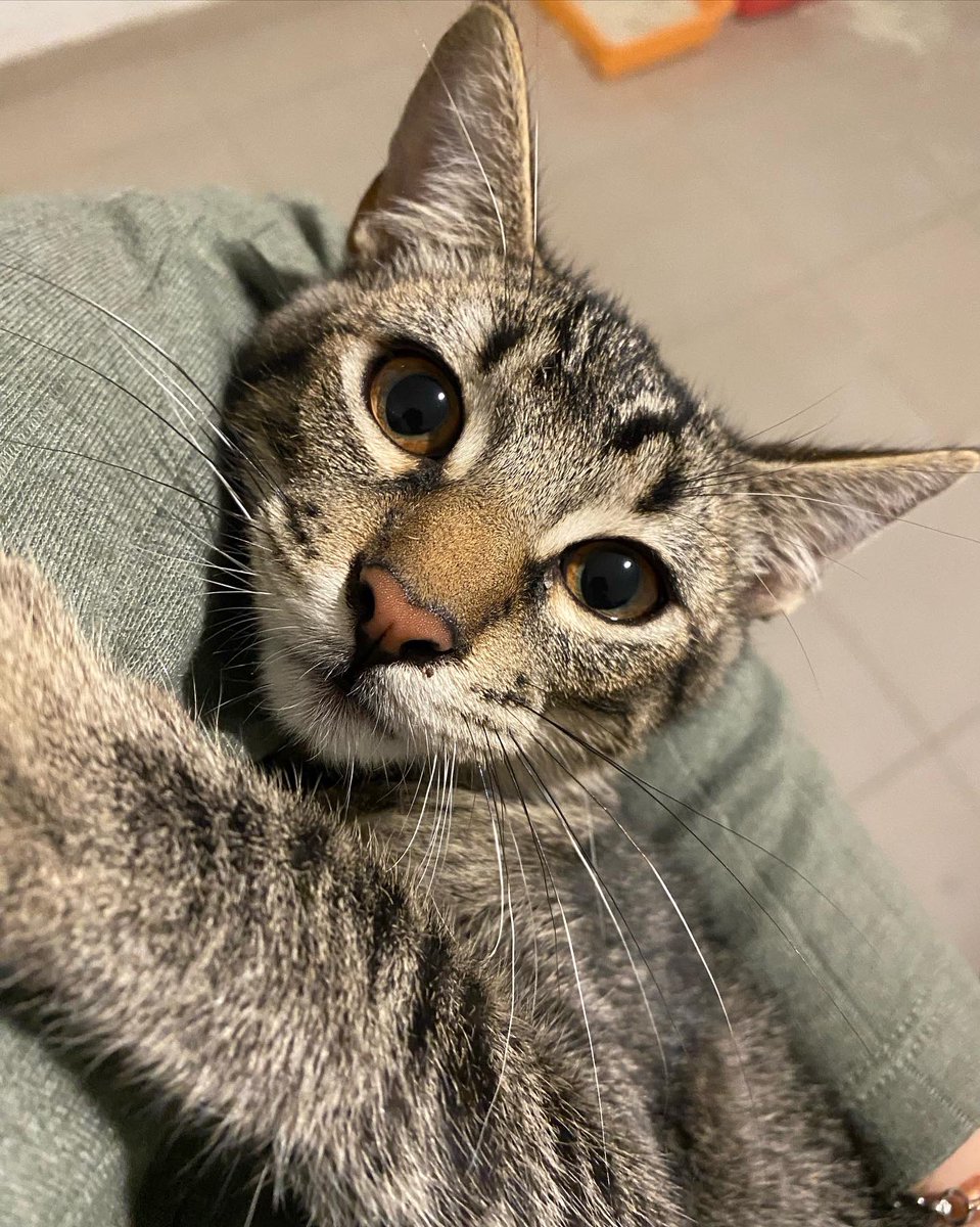 BelenGuzman69's tweet photo. GATITOS EN ADOPCIÓN!!! 
Por fa ayuda con difusión!! 
Animate a pasar el invierno con un michi bebé o adolescente ❄️

SM Tucumán 3816801115 https://t.co/v9Vlvj8tiJ